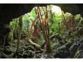 Détails : Visite des plus beaux tunnels de lave de La Réunion