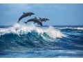 Détails : Pourquoi nager avec les dauphins ?