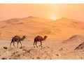 Détails : Désert Maroc Safari
